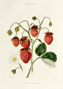 The Roseberry Strawberry, engraved by Watte, pub. by Thomas Kelly, London 1830